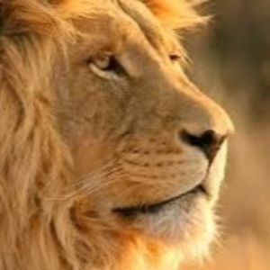 Meet your Posher, Youssoupha